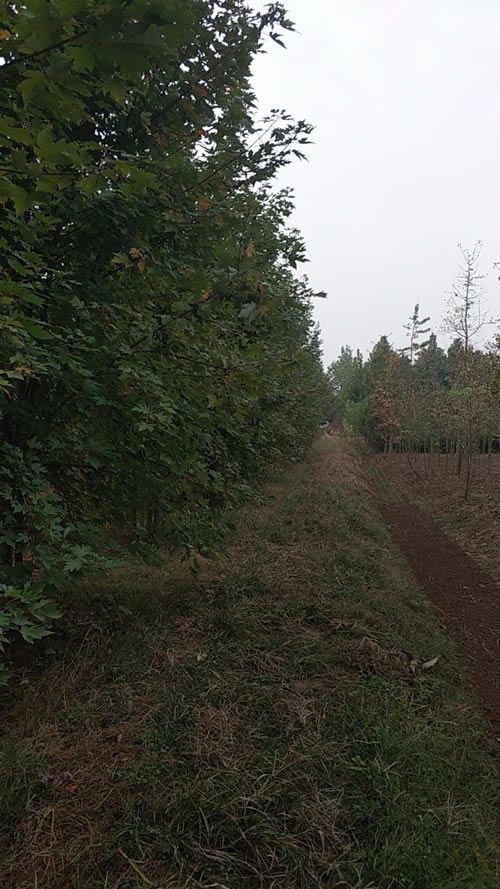 6公分國槐市場價(jià)格指南與旭堯苗木種植農(nóng)副產(chǎn)品銷售