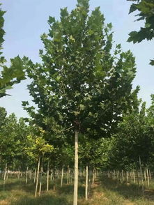 河北保定王氏萬畝法桐苗木基地 優(yōu)質法桐特價苗的農副產品銷售