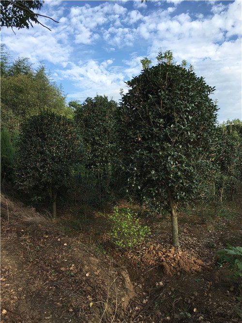鶴山桂花樹 專業(yè)起苗與農副產品的完美結合