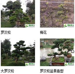 九宮格專注中小企業(yè)網(wǎng)絡營銷，助力溫江蜀綠苗木園藝場互聯(lián)網(wǎng)轉型